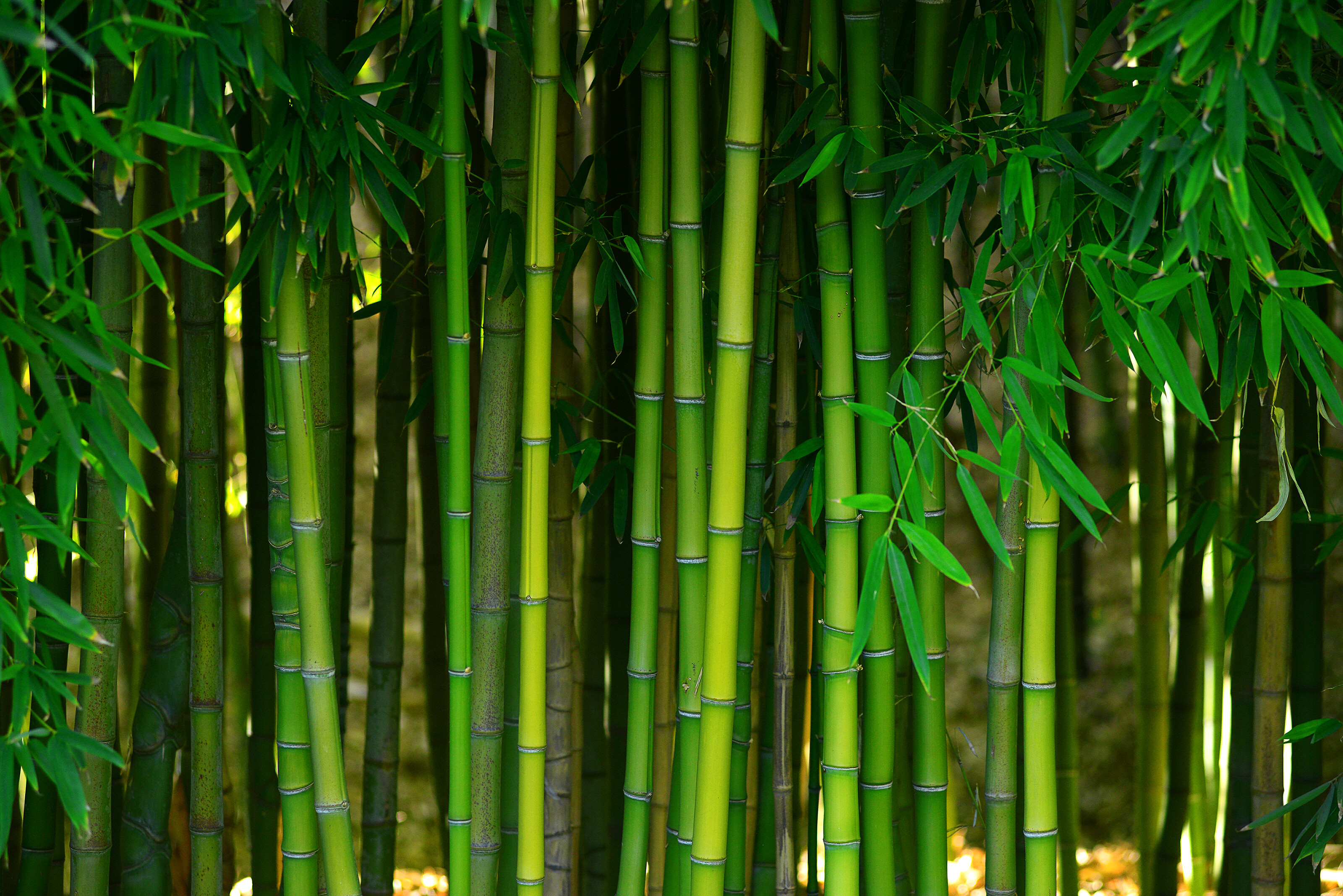 Ein saftig grüner Ausschnitt eines Bambuswaldes.