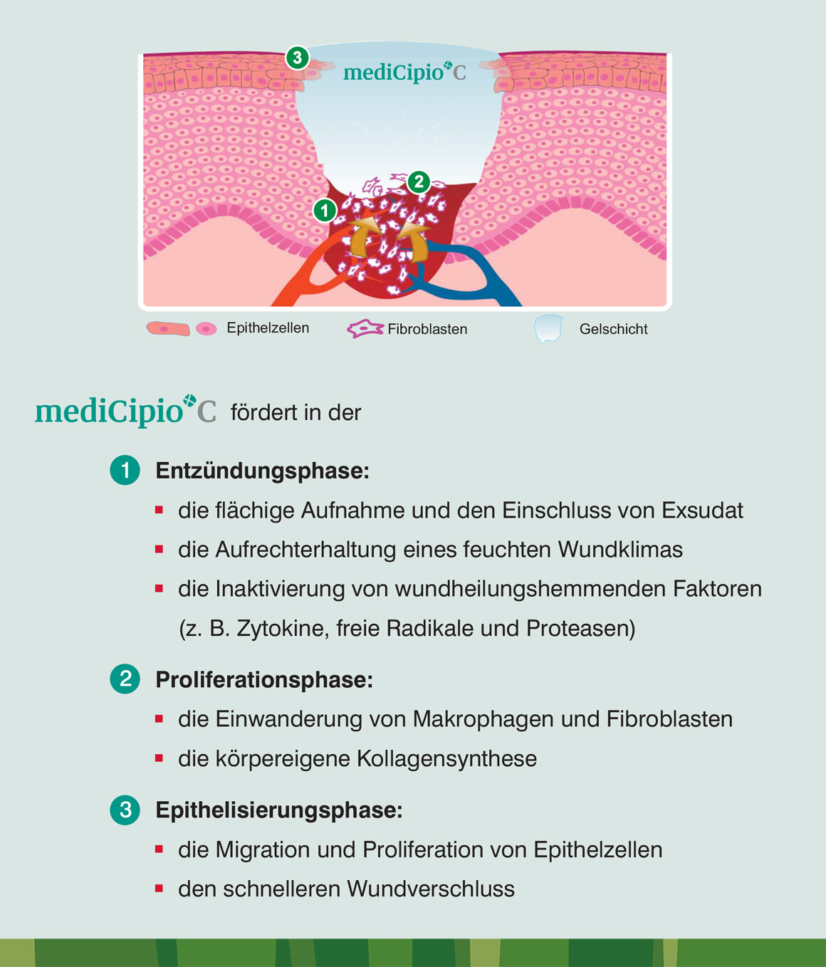 Grafische und textliche Darstellung was mediCipio® C in den unterschiedlichen Wundheilungsphasen fördert.